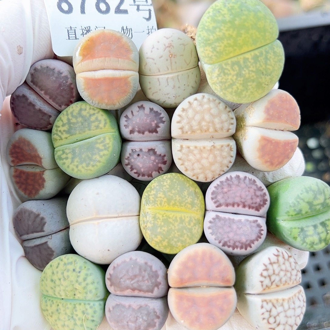 8782 好养易活生石花大母本18个