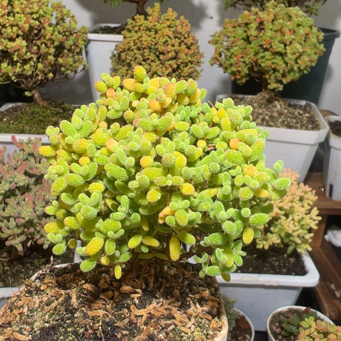 D3053蜜桔糖球枝干