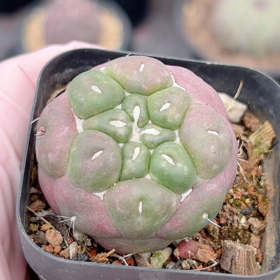 无刺象牙 自根仙人球