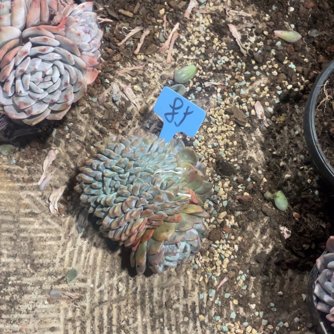 星影缀化多头群生85
