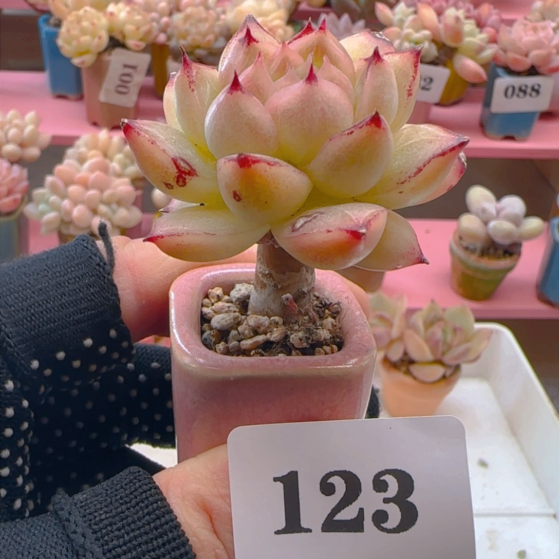 粗桩麦秆123 ，带盆土发货，满38包邮非偏远。