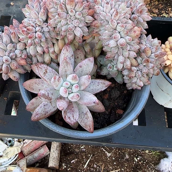 钱***了青蛙王子儿童牙膏套装11