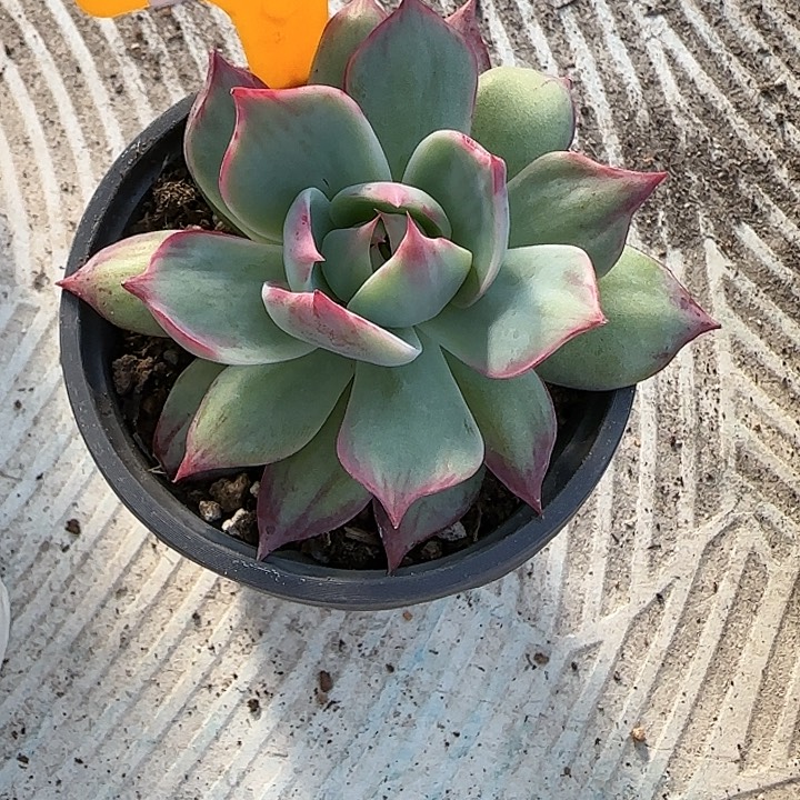 Ⅰ***瑶80 惊鸿仙子多肉植物6-9cm