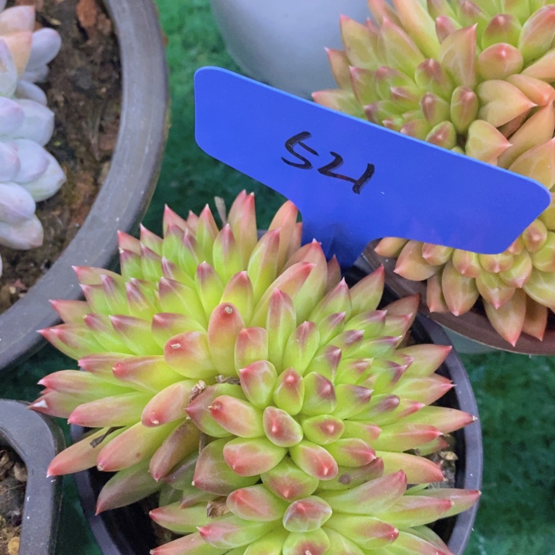 开心多肉，首播2欢迎