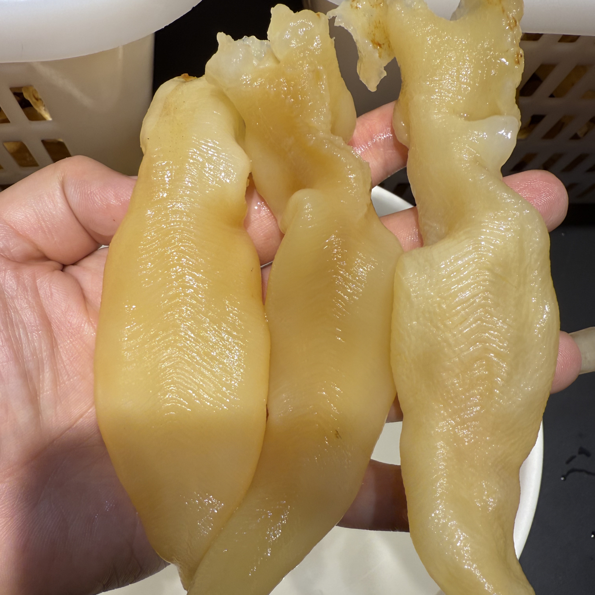 越南蜘蛛公100头