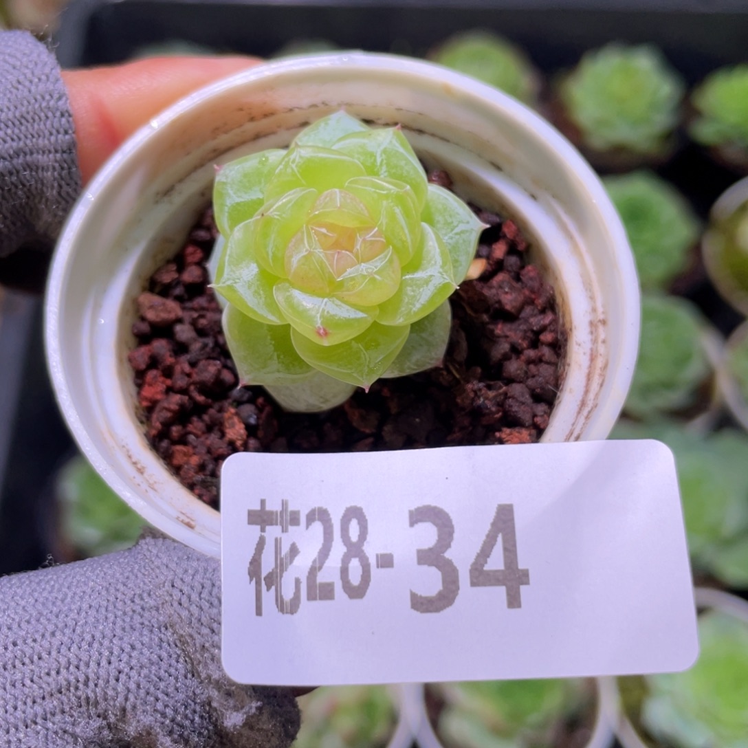 花利美28-34冰蕊 