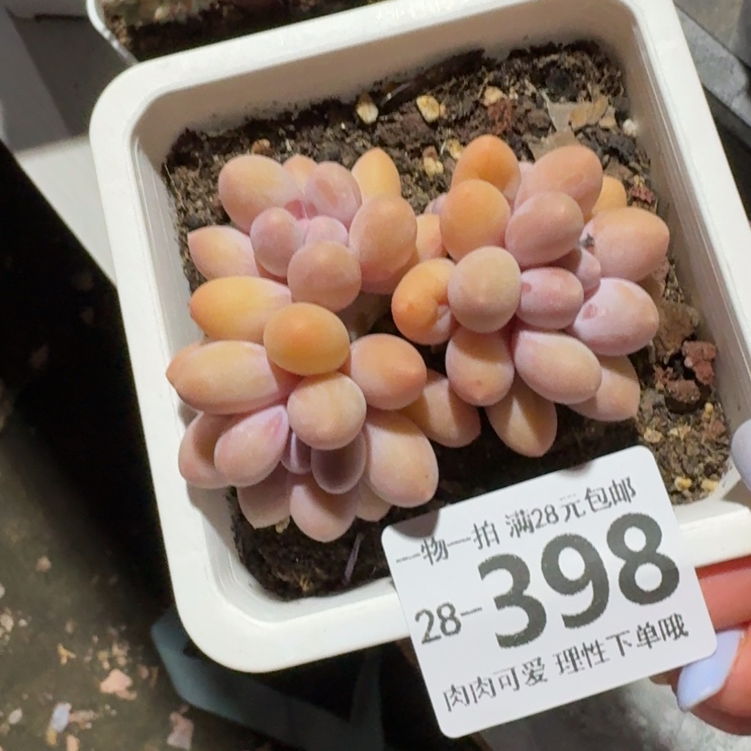 汤圆无盆土发货无