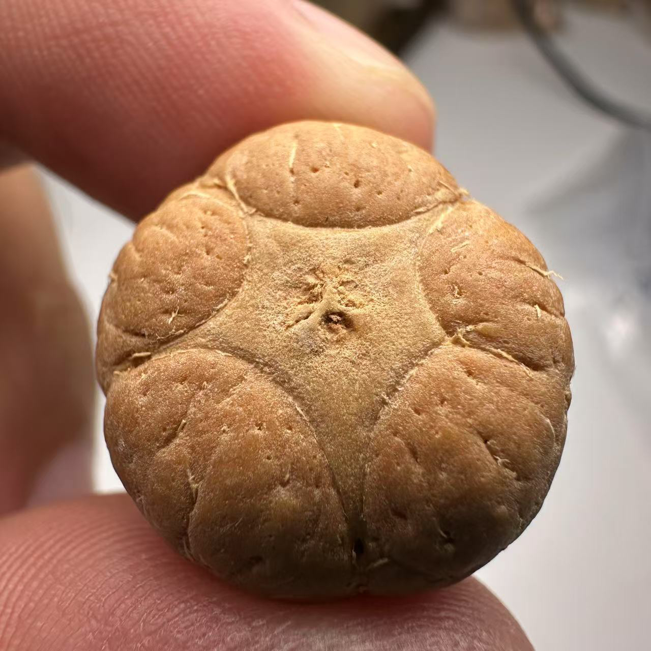  尼泊尔五星菩提，尺寸21，sss系列，货号33