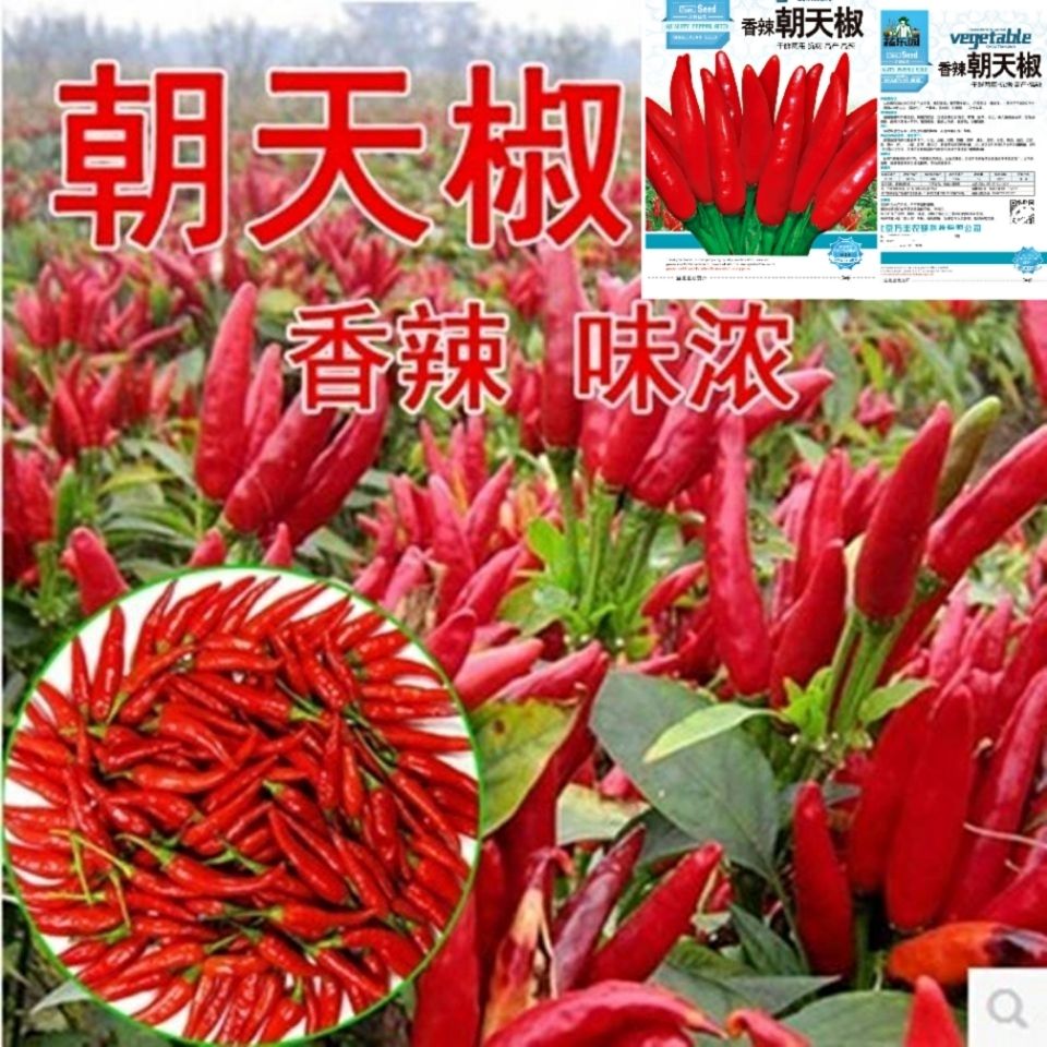 烈焰朝天椒种子抗病小米椒辣椒种子阳台盆栽蔬菜种子四季