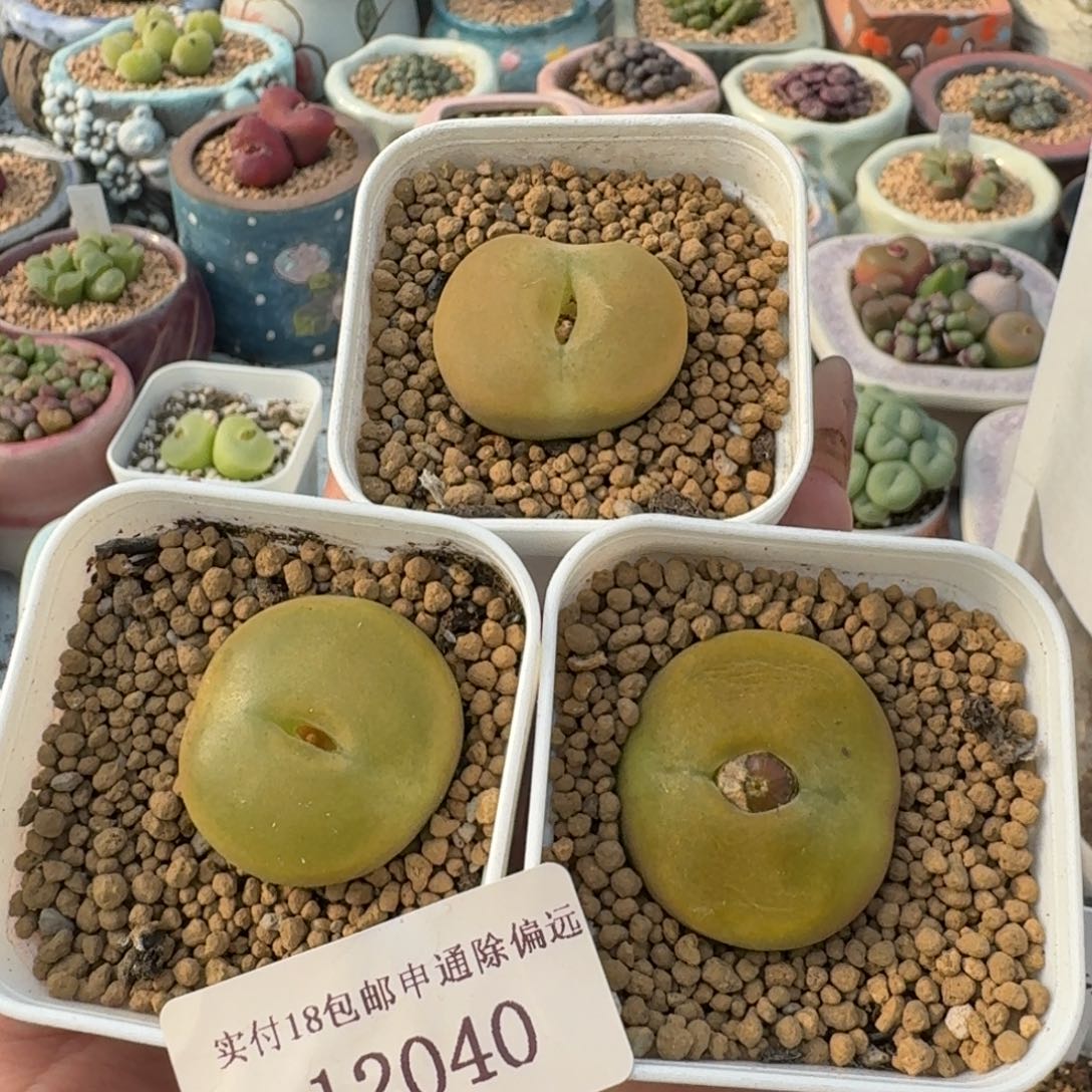 1801.1-蟠桃单头一颗