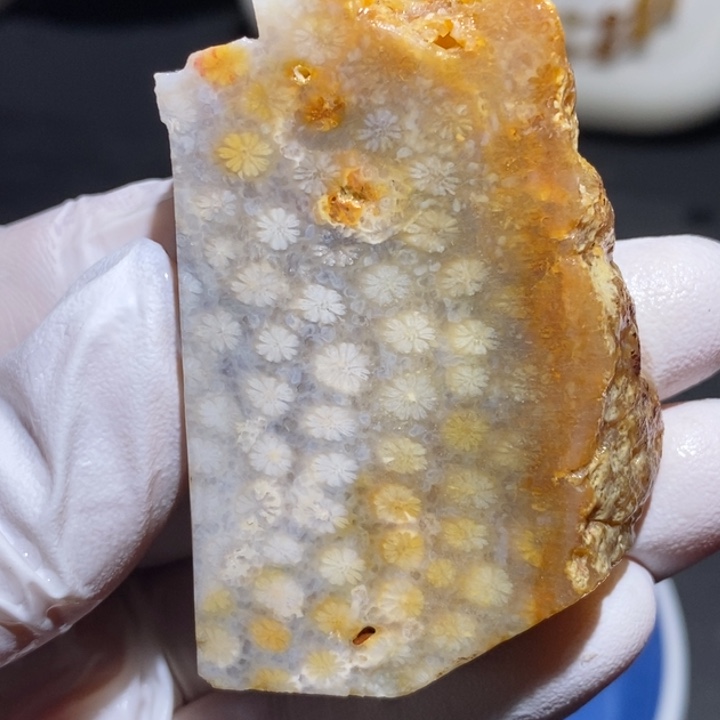 【闪购商品】未镶嵌珊瑚玉硅化玉