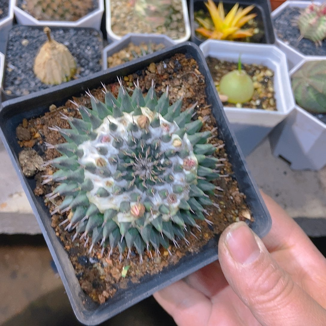 瓦格纳一物一拍，