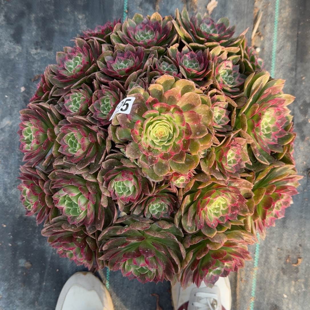 725万彩凤多肉植物