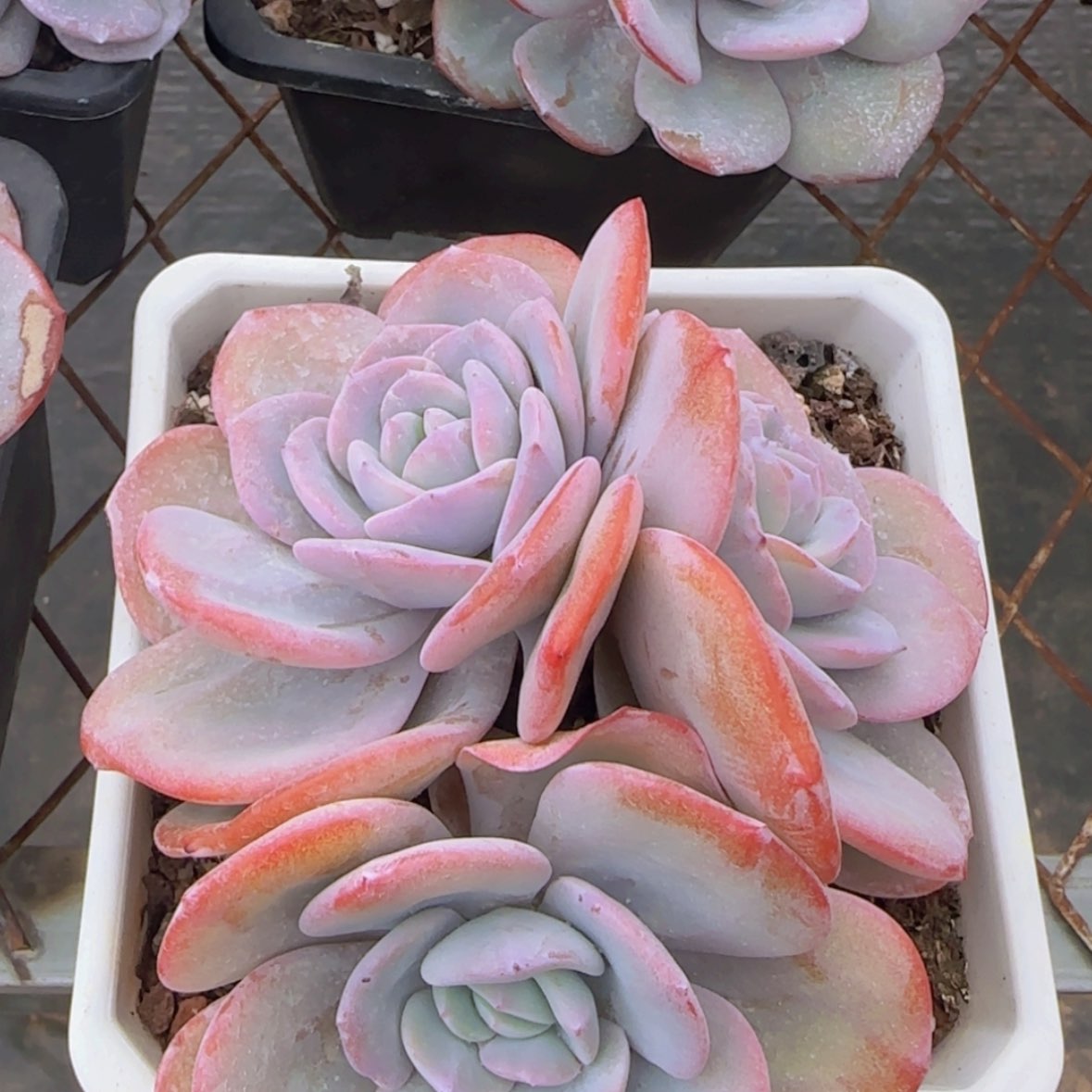 【闪购商品】三头奶茶39.9