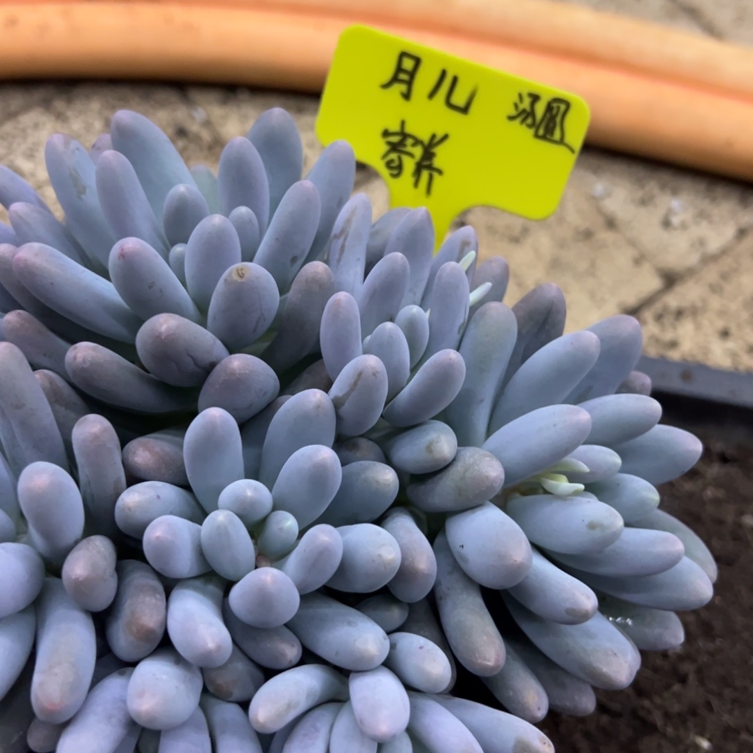 月***肉我不喜欢这样一天都是