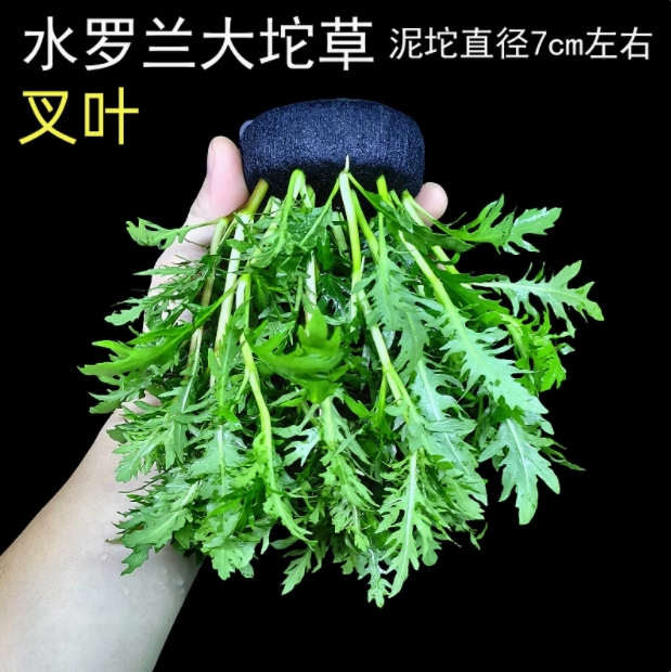 【水罗兰】坨草水草新手耐活水草