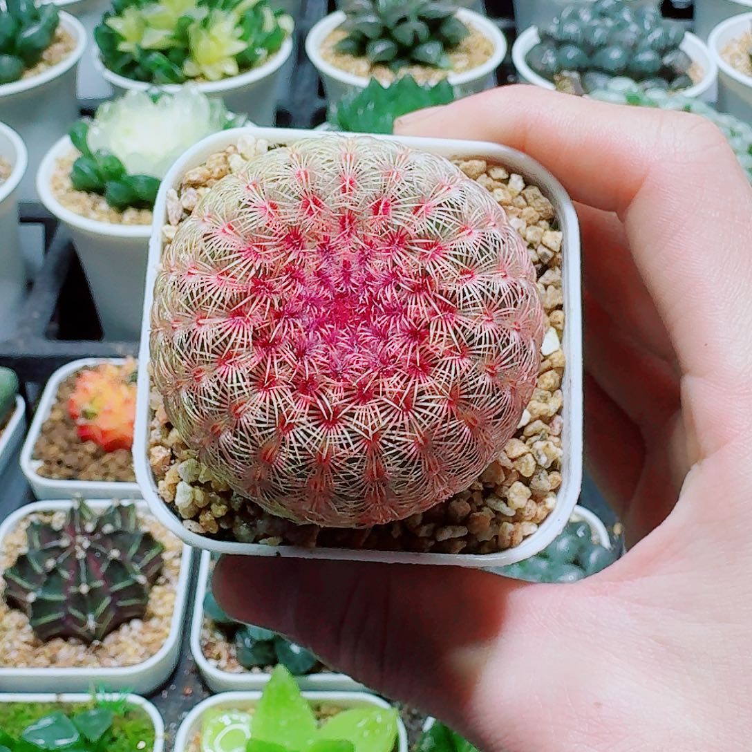 福利，红太阳仙人球，8.8，666