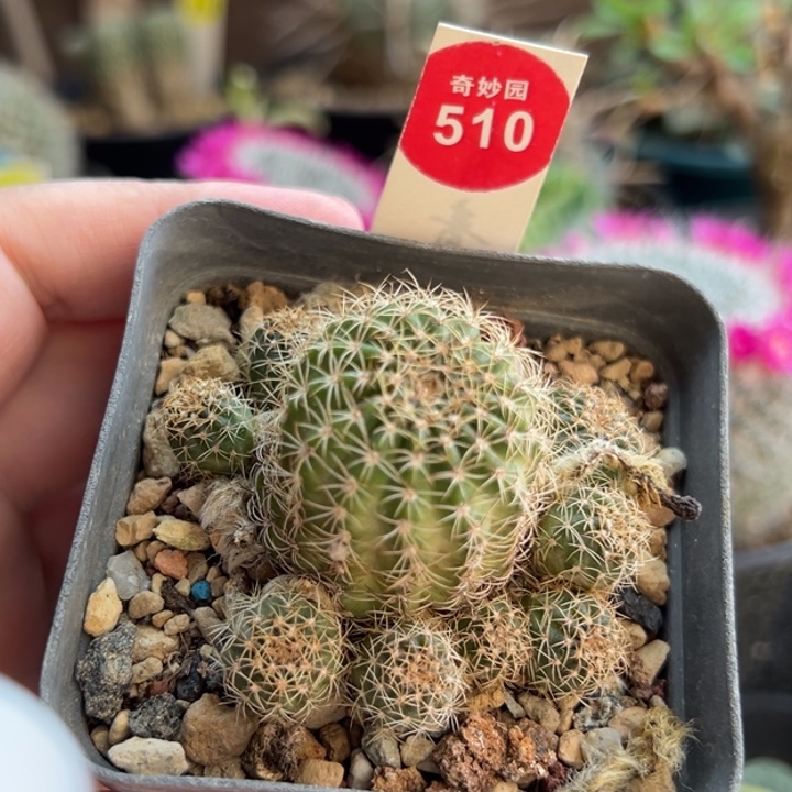 实生丽花群一棵仙人球