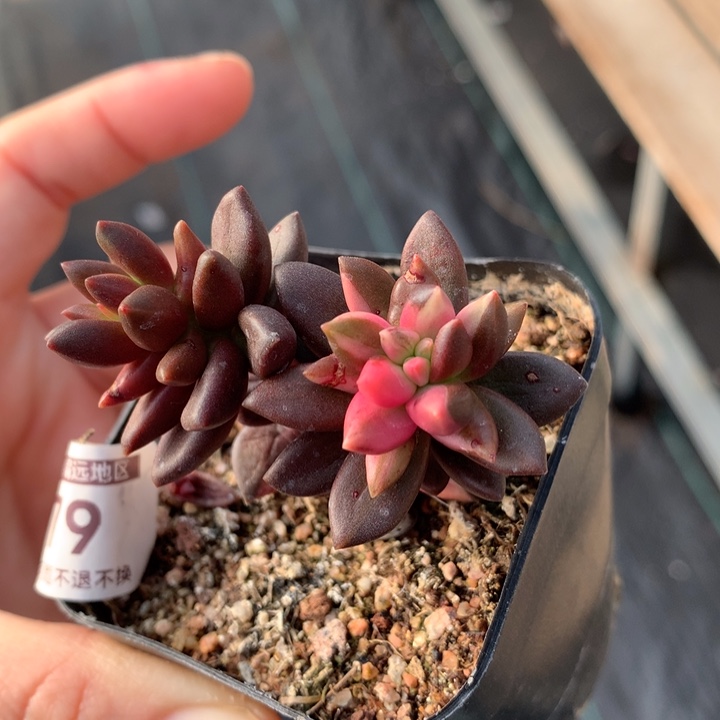 黑美人锦多肉植物