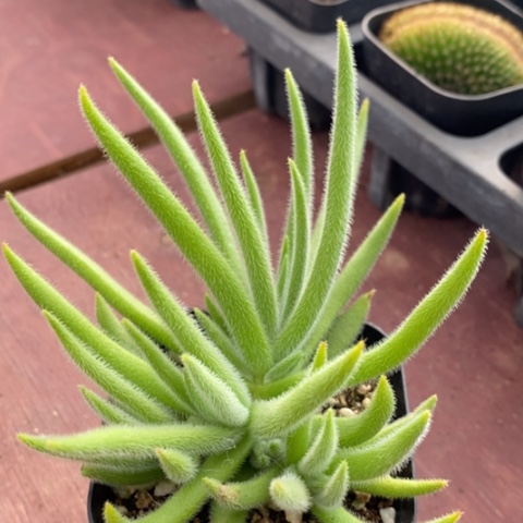 九尾之狐6仙人球