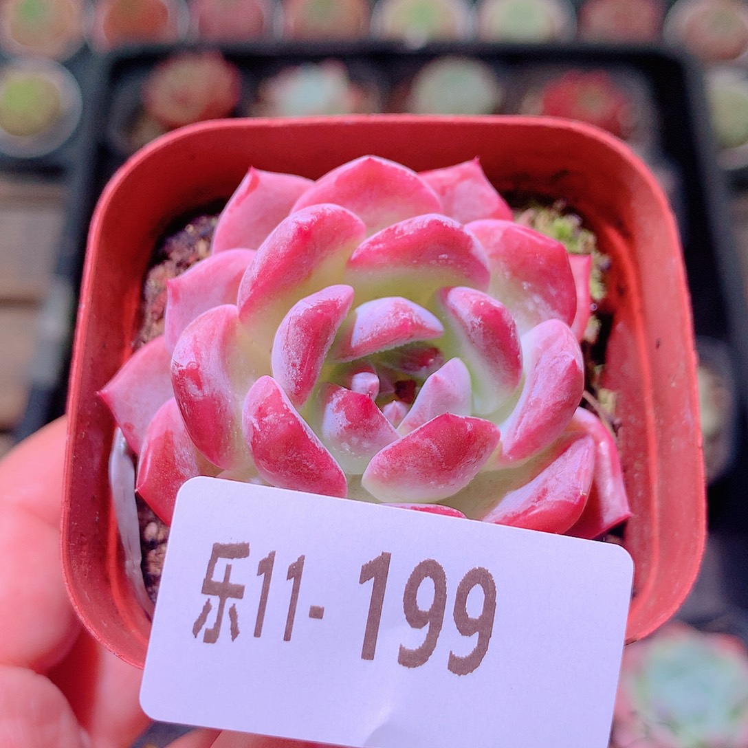 乐然11-199 新品单头 