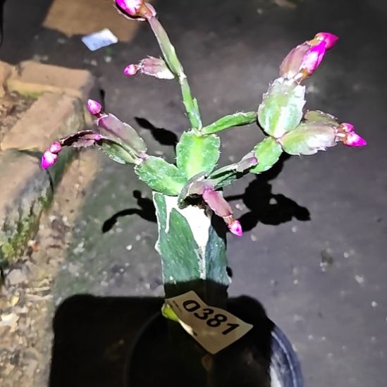 红桑巴嫁接零度之上包邮381