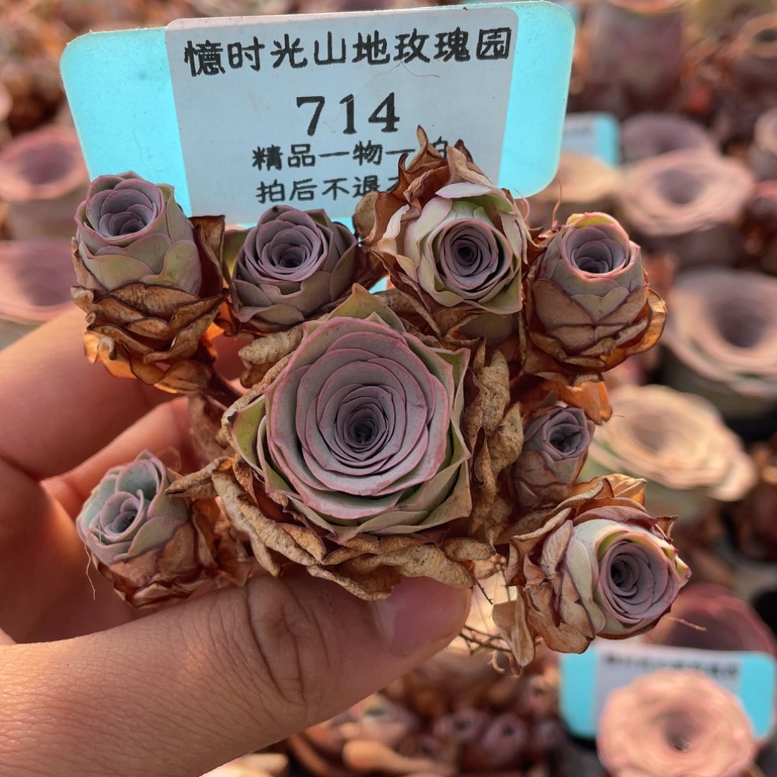 花***笑山地玫瑰714断枝不包损不售后