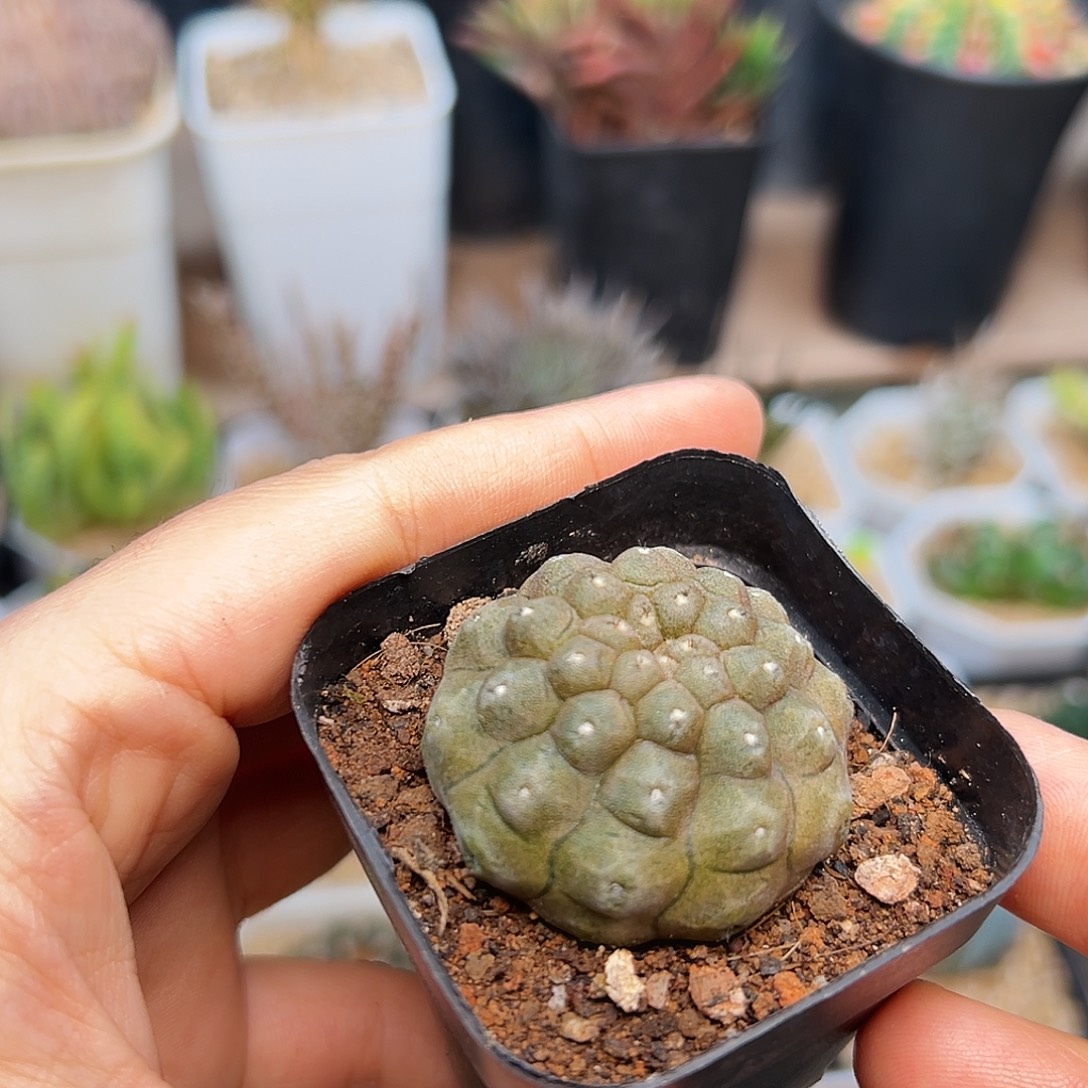 玉米尤蜥蜴皮萝卜根