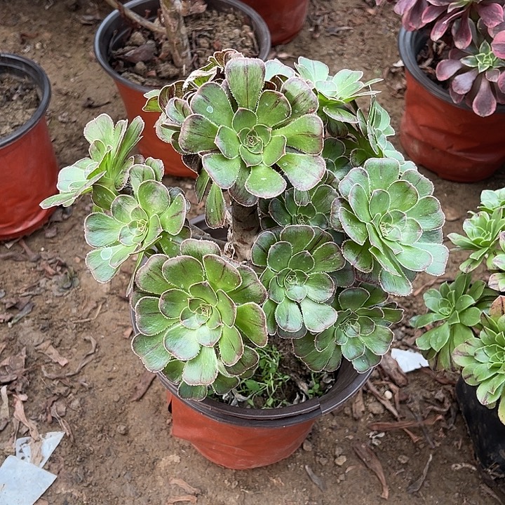 6号拉丝锦玫瑰玫瑰玫