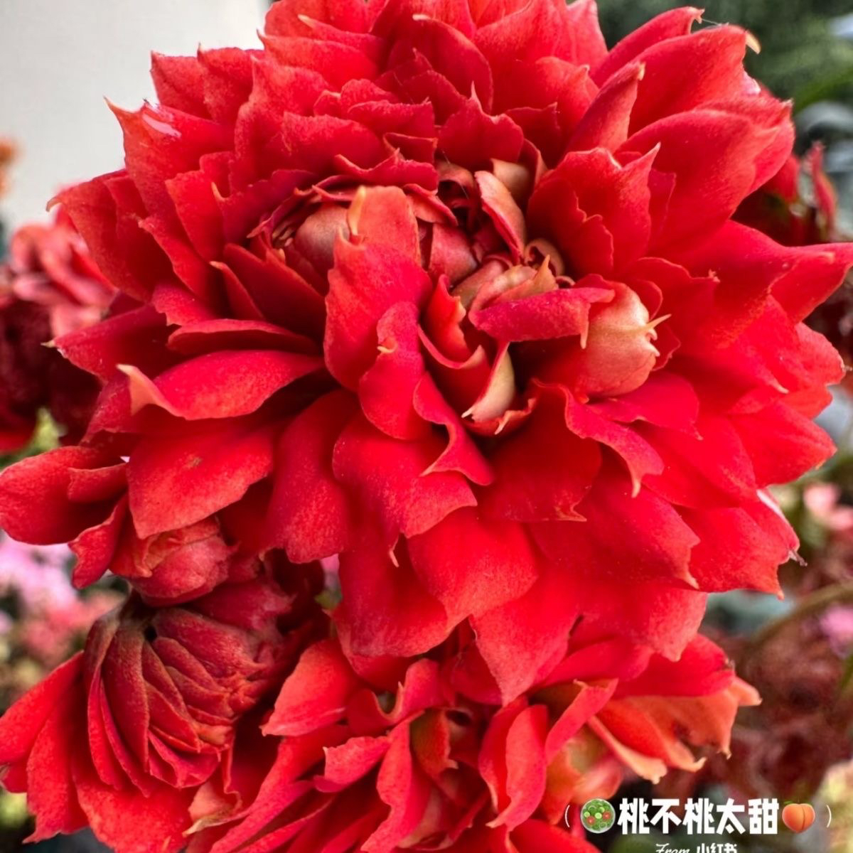 新款超大花【武神】110盆花苞发货