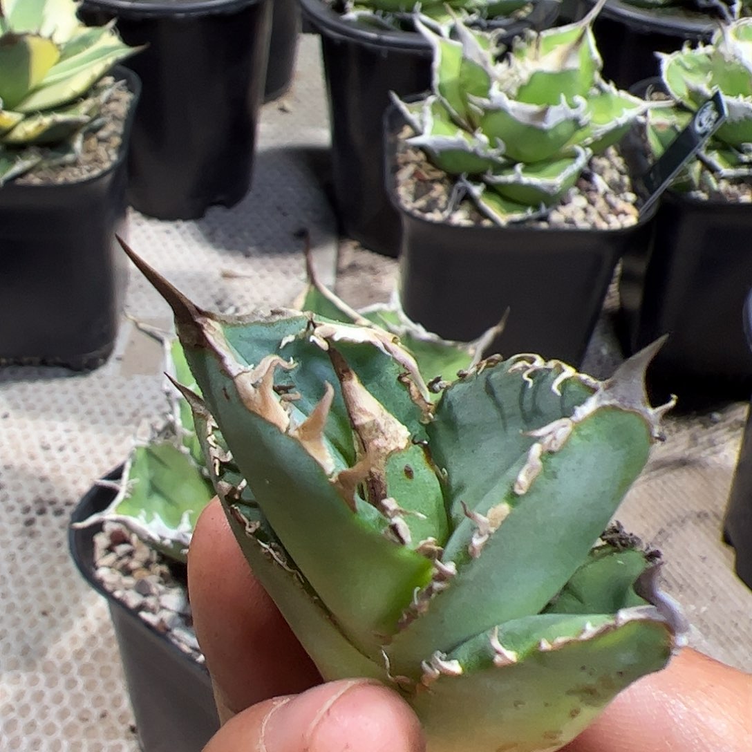 一号龙舌兰仁王冠