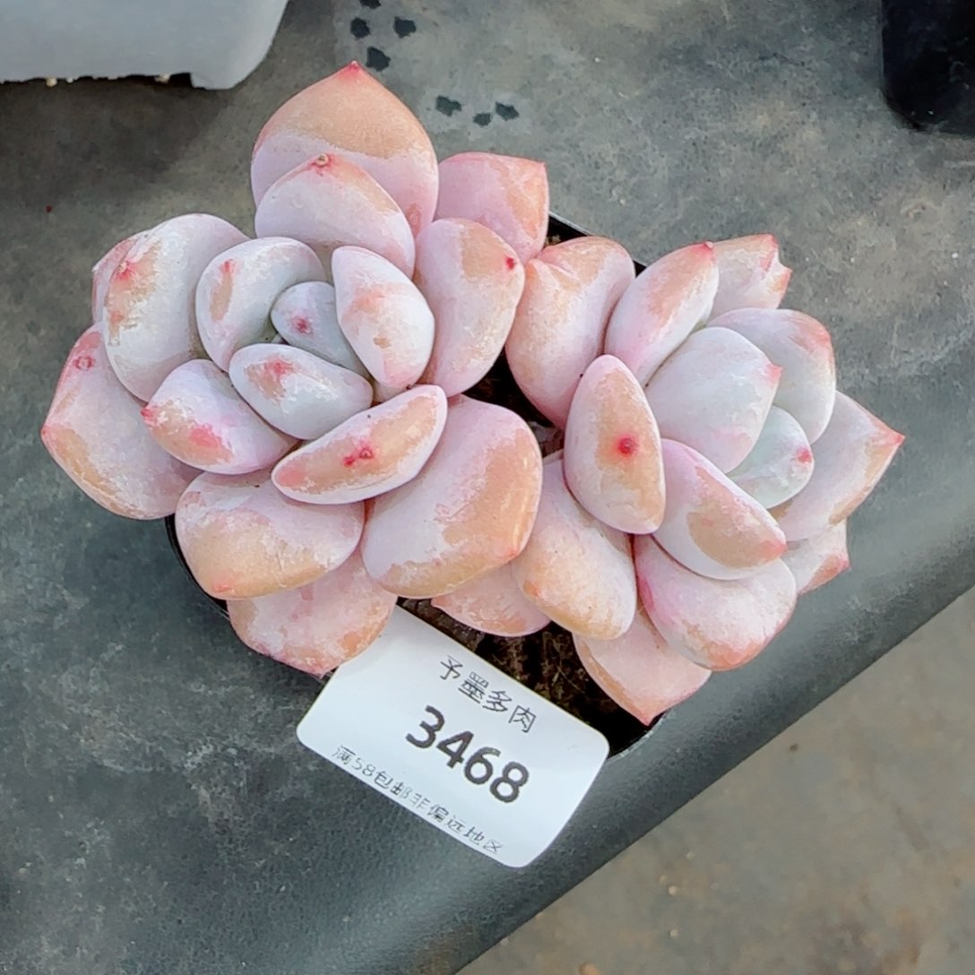 星星雪，3468多肉植物