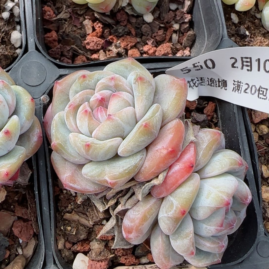 花语逸境0210-550