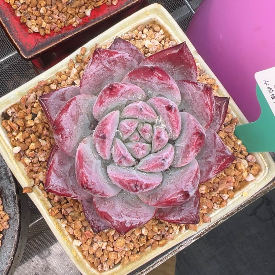 多肉一物一拍0204-121