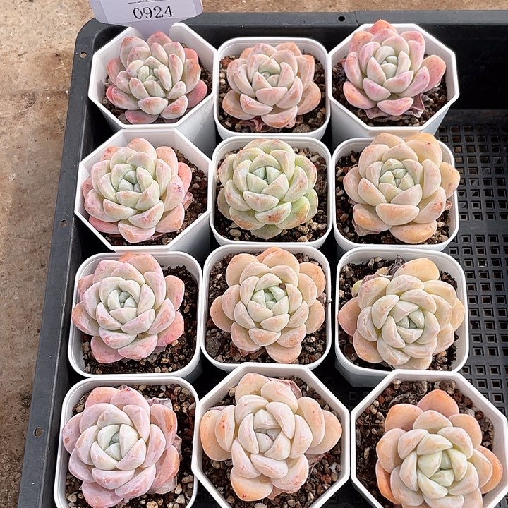 薇薇安园艺多肉0924