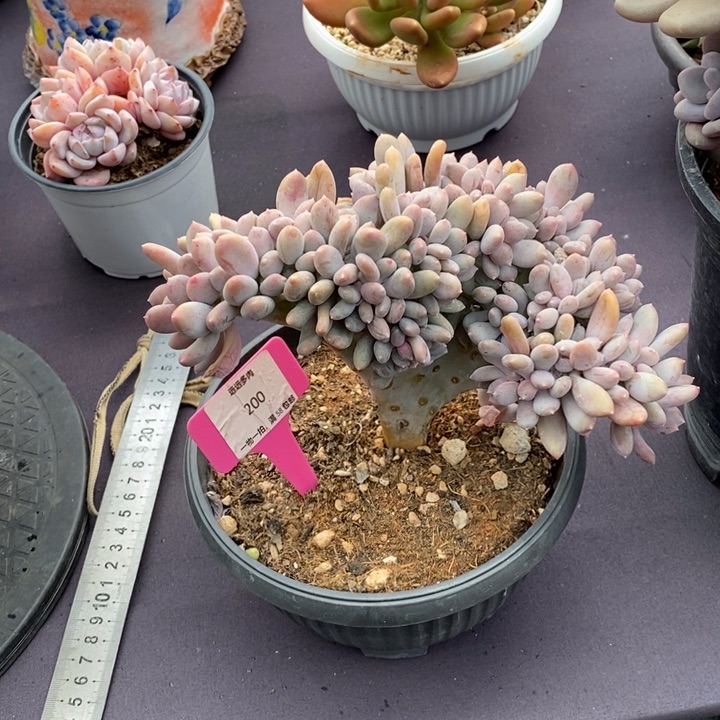 200缀美人缀化肉肉肉肉肉肉