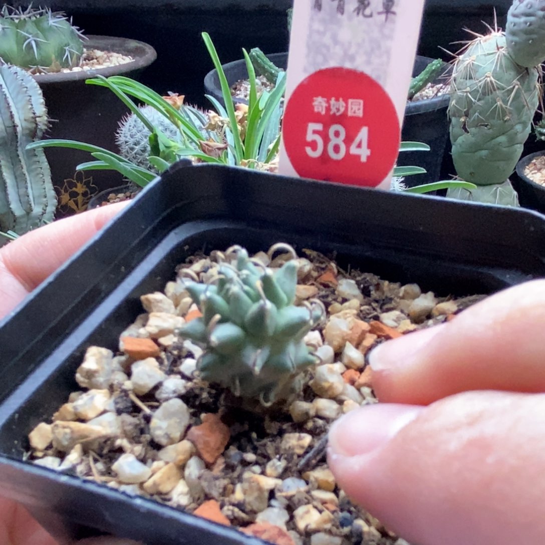 实生安德森娇丽1.9cm