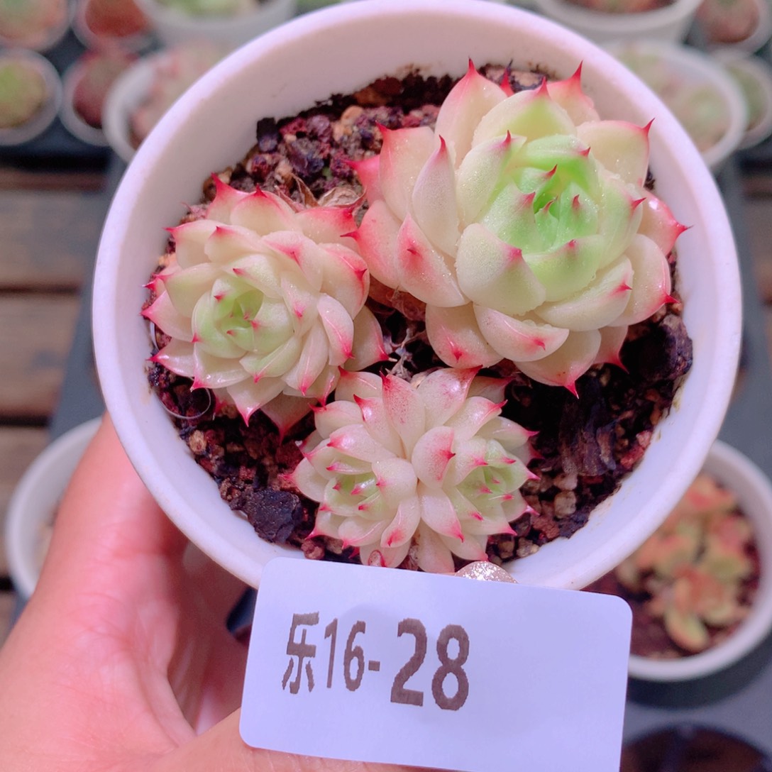 乐然16-28 海王群 