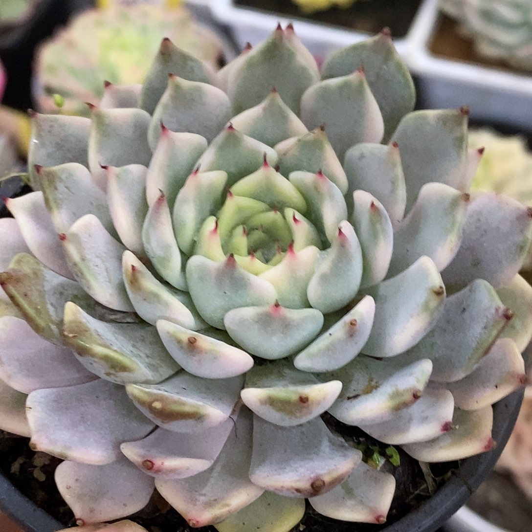 430哈哈哈哈哈哈公里