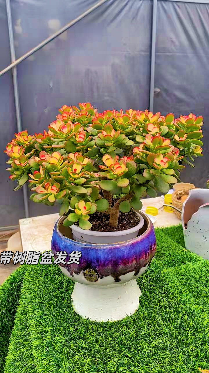 w七彩摇钱树 。喜阳耐旱 新手好养 带盆带土发货