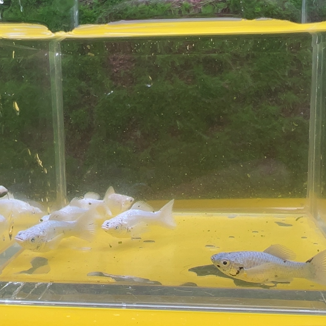 黑玛丽鱼鱼苗6条     。 