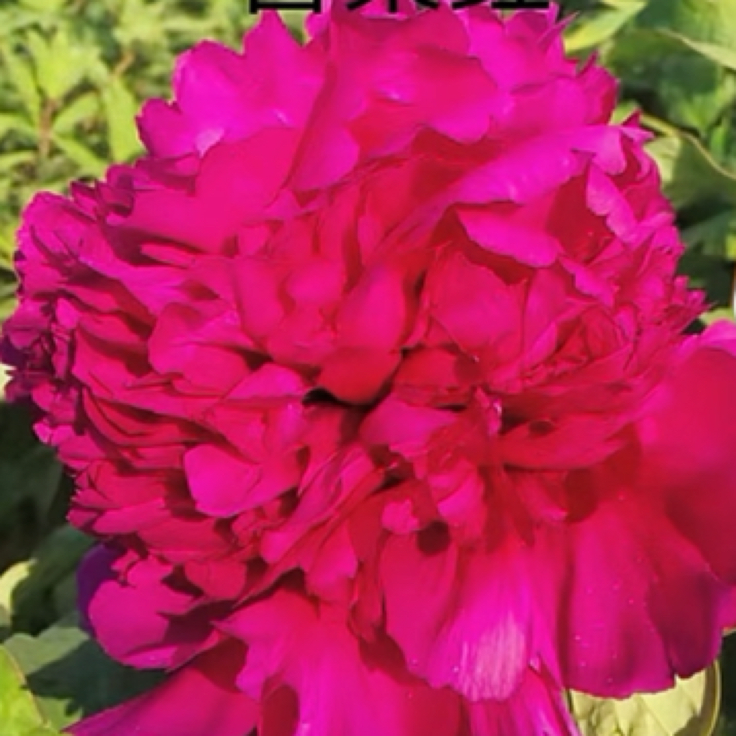 观赏牡丹品种-首案红牡丹