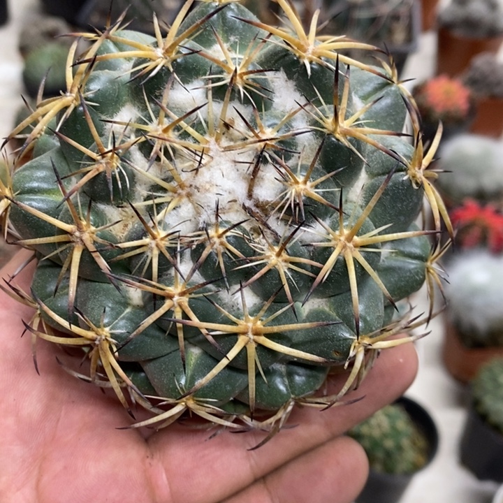 实生大号天丝象牙特价