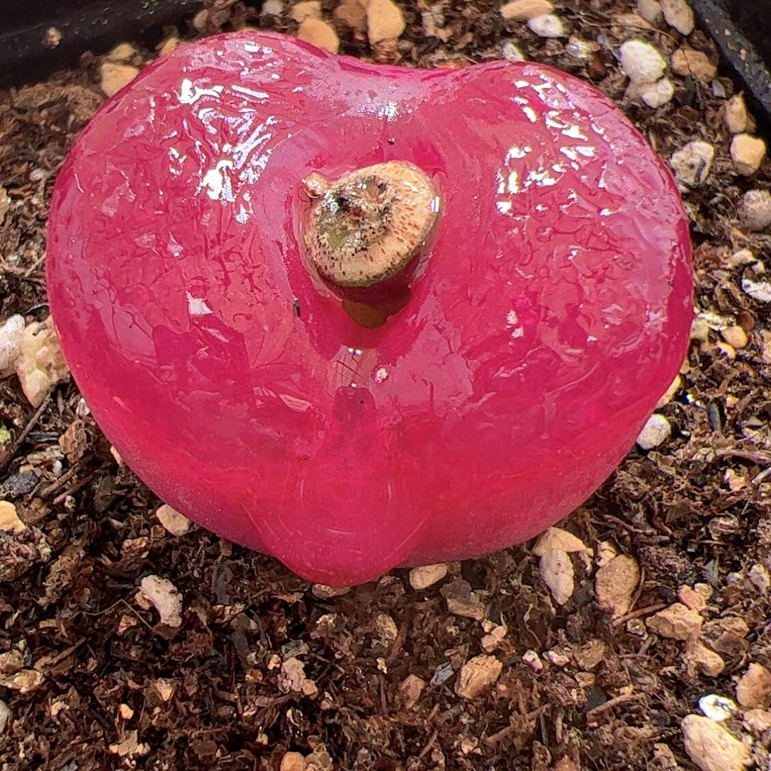 【闪购商品】125 车厘子