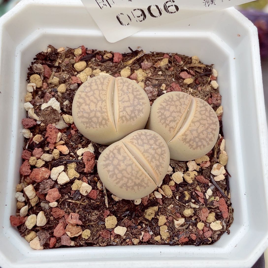 生石花18包邮0906-8