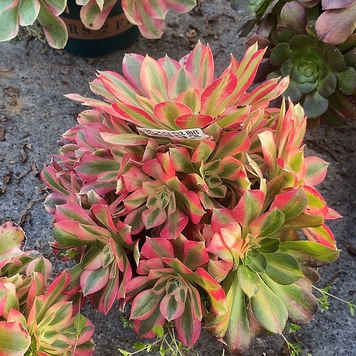 2393 一颗粉女巫法师