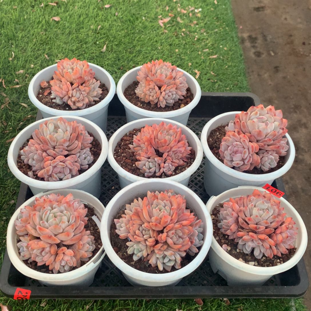 901雪天使11111111111111