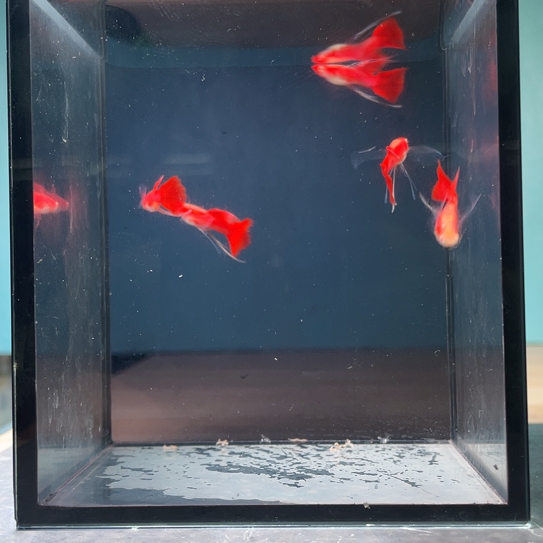 孔雀鱼血红长公5条
