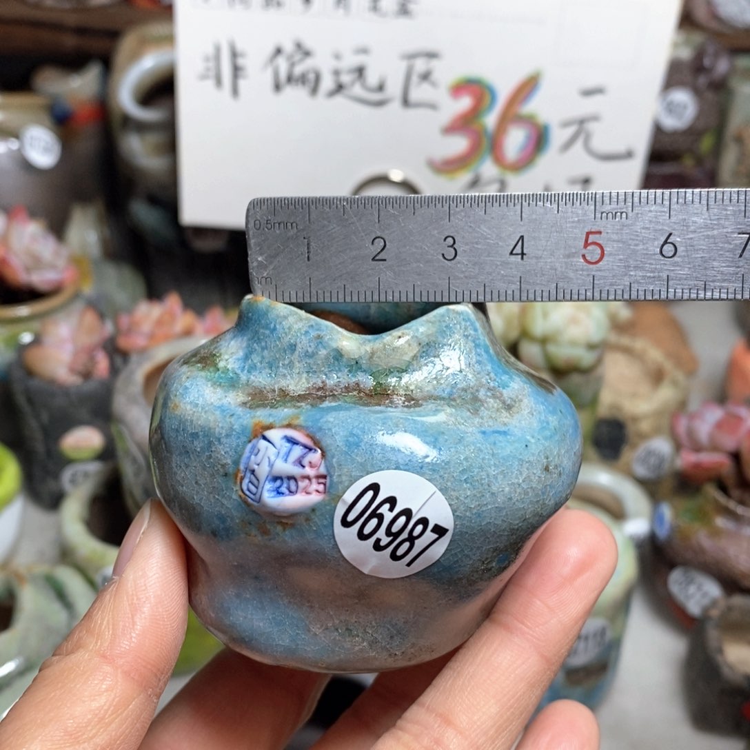 花盆拍5送一个小礼物