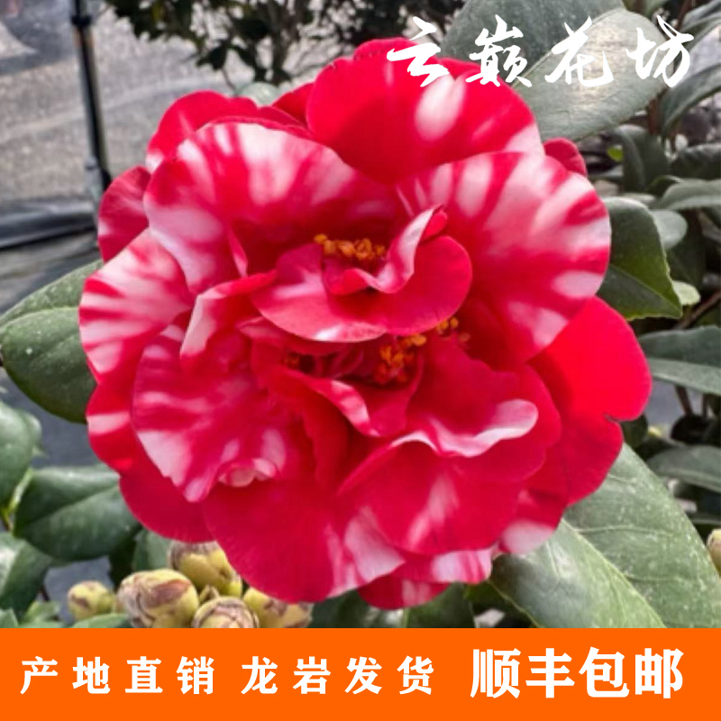 （花露珍）山茶花复色室内绿植红色花卉福建花蝴蝶阳台庭院粗壮好养